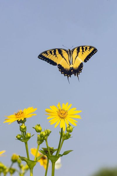 Day, Richard and Susan 아티스트의 Eastern Tiger swallowtail flying from Cup plant작품입니다.